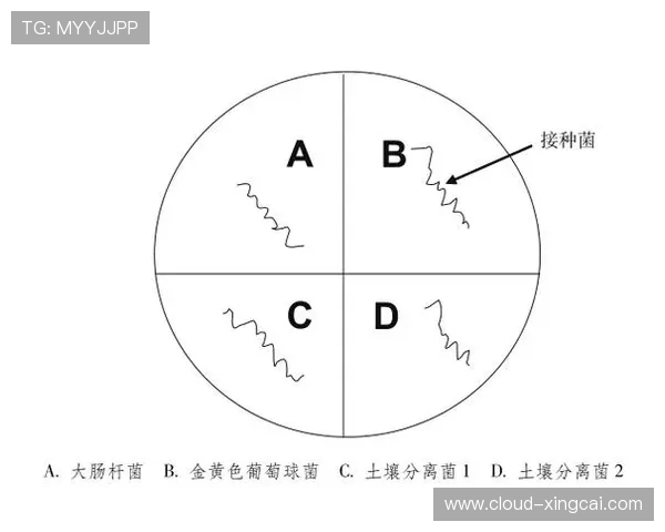 布雷斯特排名分析与各因素影响的综合研究 布雷斯特排名分析与各因素影响的综合研究